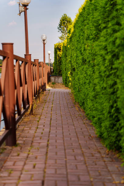 A path between a hedge and a fence on the river embankment. Landscaping for a country house by a pond.