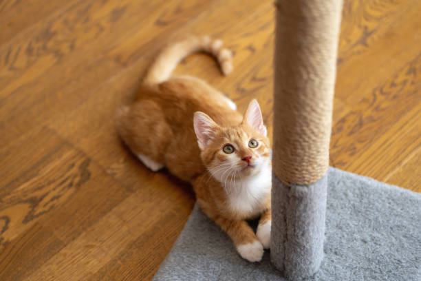 istock Domestic ginger little cute kitten plays with a scratching post. Fun for cats. Pets 2172810249