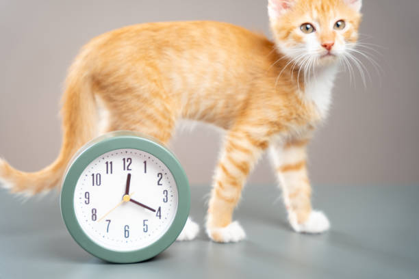 istock Clock and orange kitten in the grey background. Planning the day, routine and waking up. Time change to summer or winter. The concept of morning, awakening. Focus on the clock numbers 2172810334