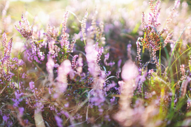 istock Heather in the warm light of late summer 2172811552