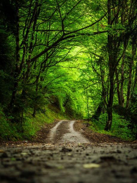 A serene dirt road winds through a vibrant green forest, framed by tall trees and dappled sunlight, inviting leisurely walks and exploration in nature tranquility.