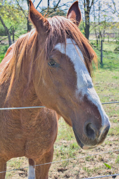 istock Beautiful horses 2172811857