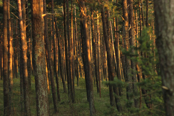 istock Sunset rays falling on the pine tree trunks in autumn spring evergreen forest 2172812605