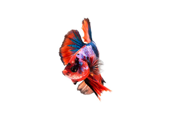 istock Multi-colored betta fish, Plakat Bettas (Short Fins) isolated on white background. 2172813301