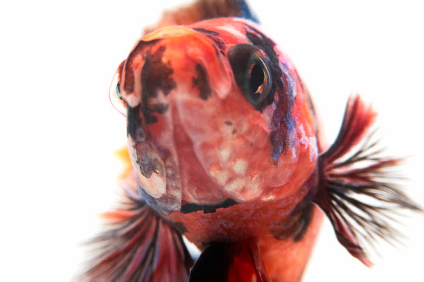 istock Multi-colored betta fish, Plakat Bettas (Short Fins) isolated on white background. 2172813304