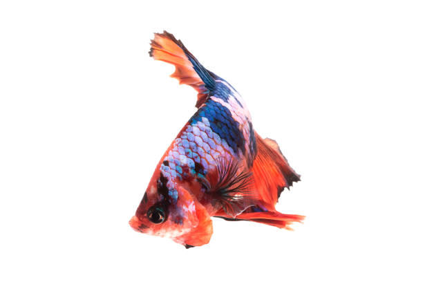 istock Multi-colored betta fish, Plakat Bettas (Short Fins) isolated on white background. 2172813339