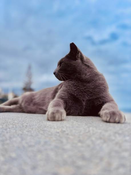 british shorthair cat near the beach in Canary Islands