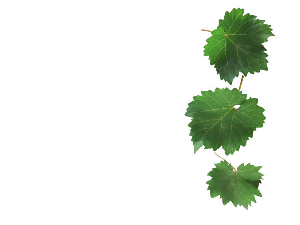 vine frame leaf vine isolates on a white background