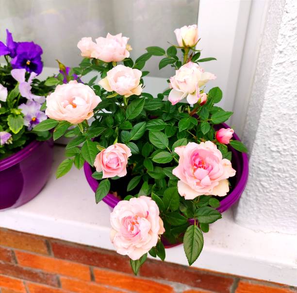 istock Roses in a flowerpot 2172815324
