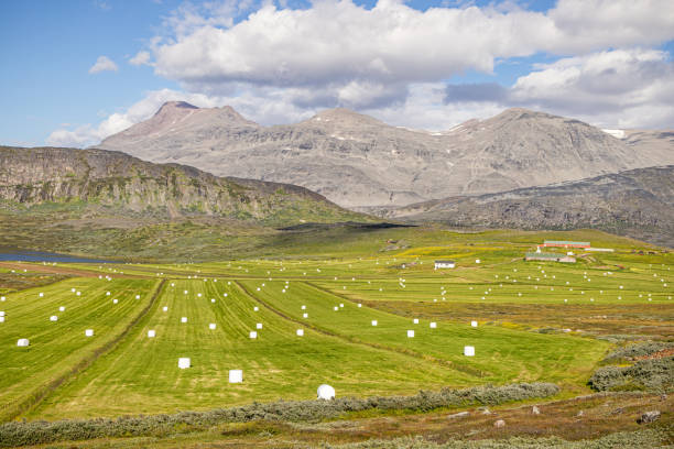 Itelleq - Igaliku, Greenland, Denmark - August 13th 2024:  Plastic-wrapped hay bales and remote sheep farms in the Greenlandic landscape