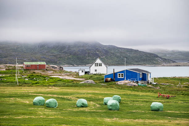 Plastic-wrapped hay bales in Igaliku which is a small village in the south western part of Greenland.