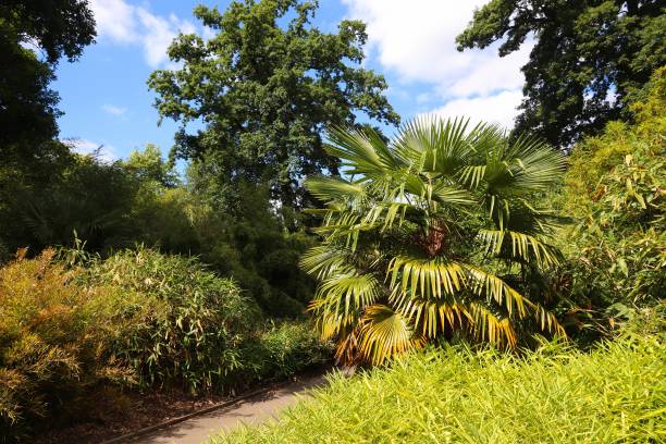 Kew Gardens in summer, London