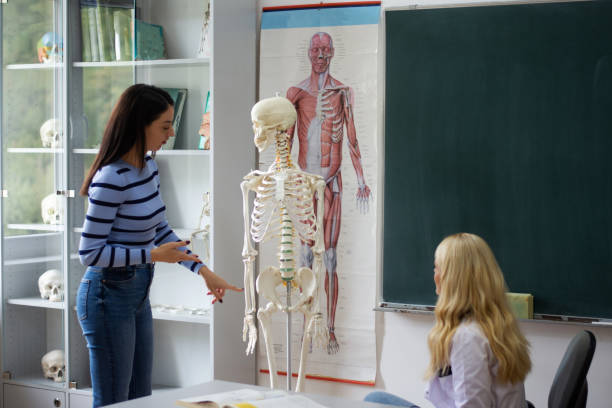 istock Student of medicine examining anatomical model in classroom 2172819329