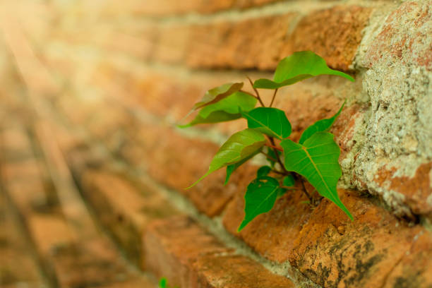 A close-up shot of a small green plant sprouting through the cracks of a rustic brick wall, bathed in warm sunlight. This image symbolizes resilience, natures power, and growth in an urban environment. Perfect for concepts of strength, hope, and nature