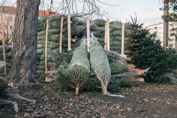 istock Christmas tree market, environmental sustainability 2172825972