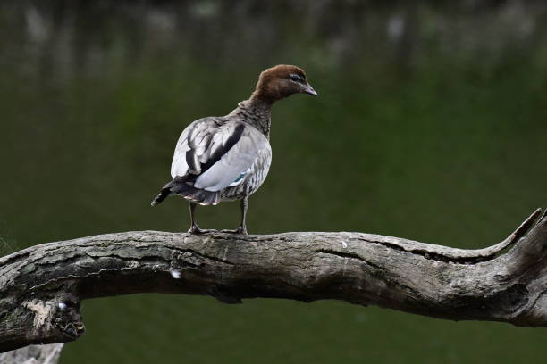 istock Australian wood duck 2172827479