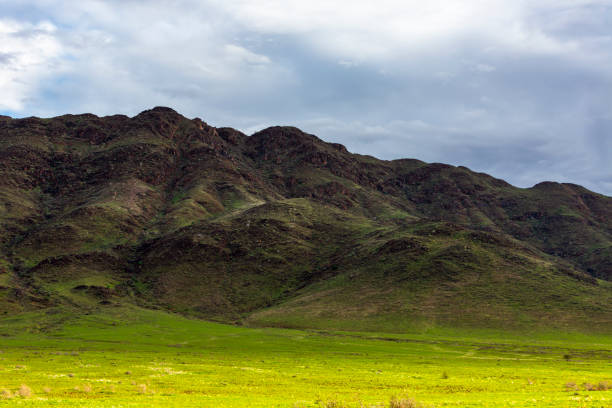 Fresh green grass after the rain Namibia