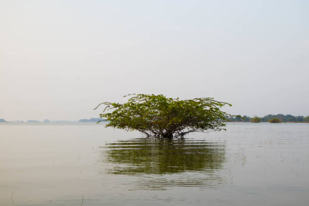 istock A tree grown in a river with reflections on water.Natural lake. Lonely tree. 2172829614