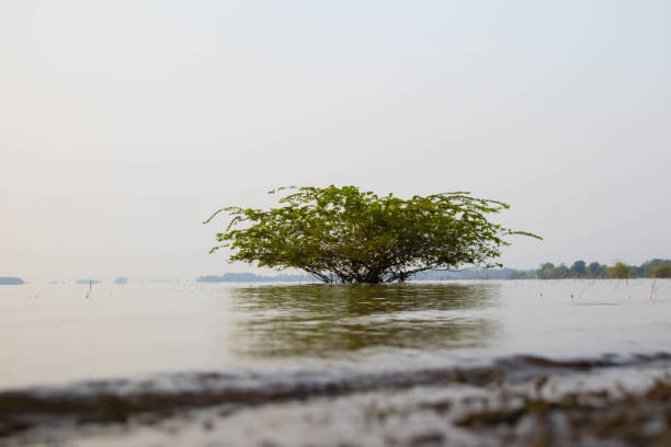 istock A tree grown in a river with reflections on water.Natural lake. Lonely tree. 2172829692