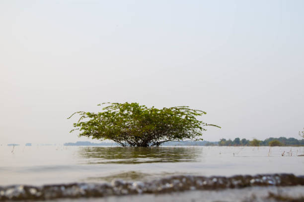 istock A tree grown in a river with reflections on water.Natural lake. Lonely tree. 2172829702