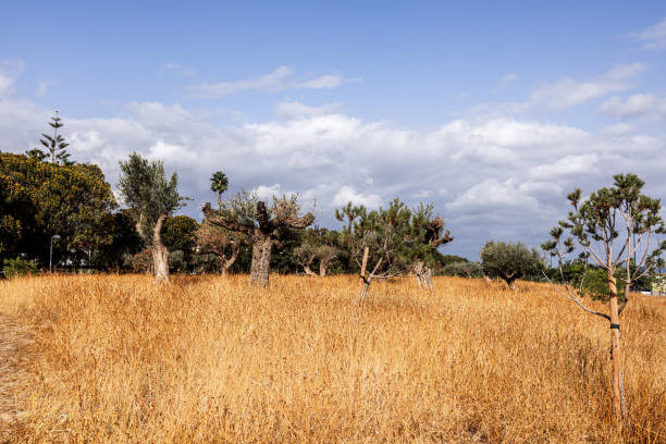 Immerse in the peaceful woodland scenery of Mallorca, Spain, featuring lush greenery and serene sunset vibes amidst the natural beauty.