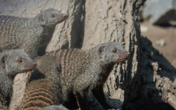 istock A group of mongooses looking around. 2172834890