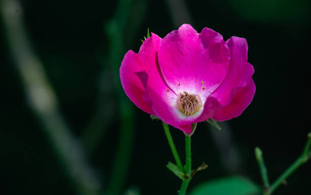 Bella Rose From My - Free photo on Pixabay