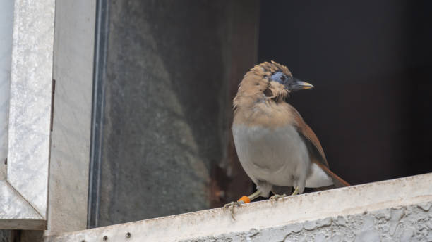 istock greater necklaced laughingthrush (Pterorhinus pectoralis) on the window sill. bird. 2172835457