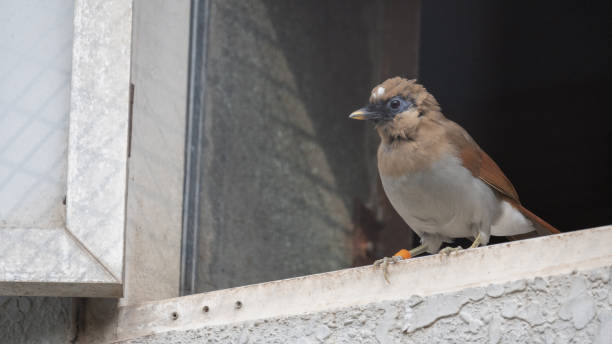 istock greater necklaced laughingthrush (Pterorhinus pectoralis) on the window sill. 2172835458