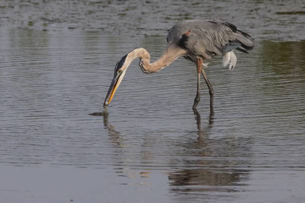 istock Great blue heron fishing in shallow water 2172837504