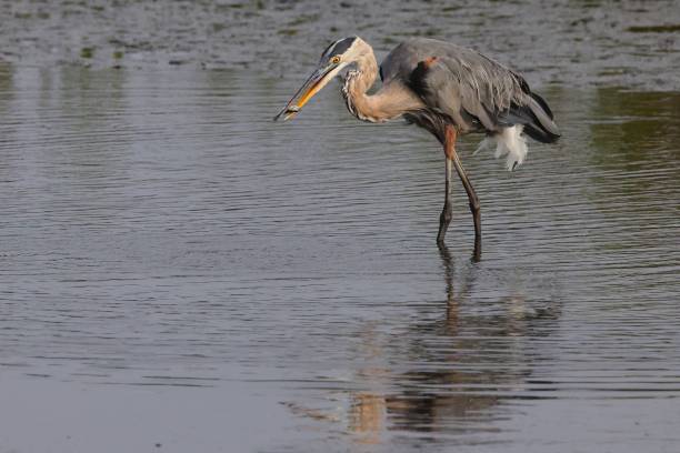 istock Great blue heron with a fish in its beak 2172837511