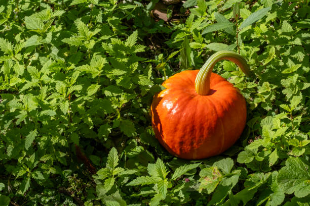 Fresh, not yet picked from the ground, bright and live, small, only one halloween pumkin. Large copy space with real nature atmosphere.