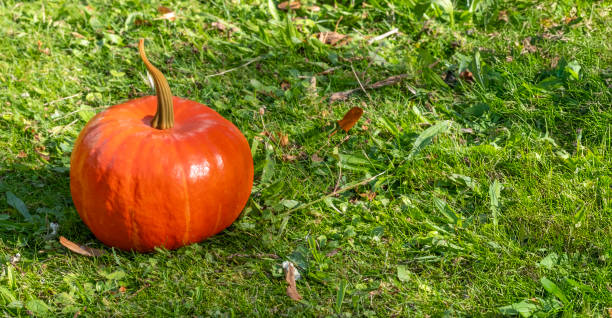 Different kind of pumpkins in garden grass. Halloween and autumn background
