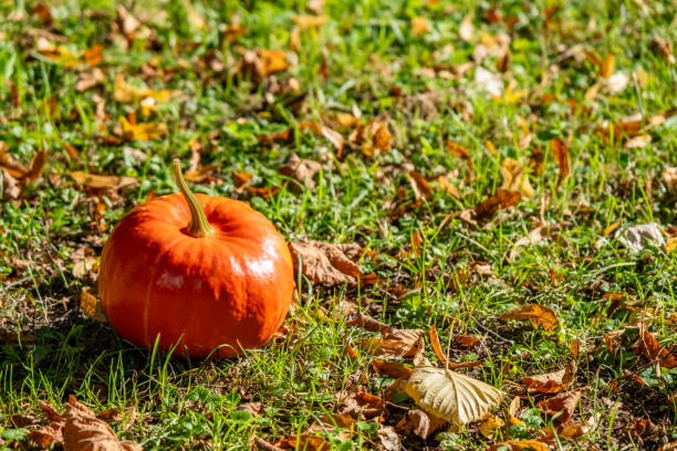 Freshly picked from the field, bright and live, small, only one halloween pumkin on ground. Large copy space with real nature autumn atmosphere.