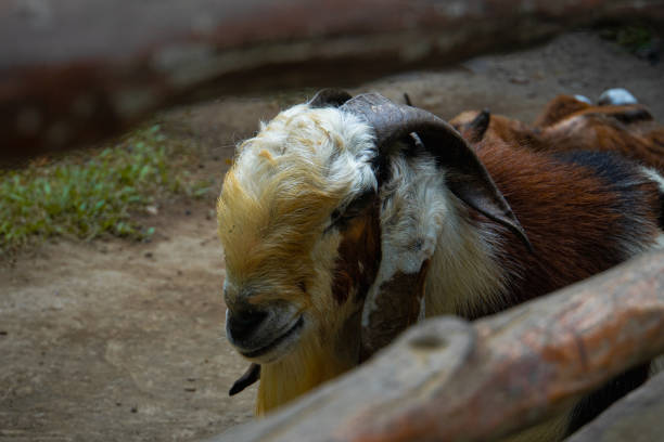 A rock dassie is lying on the back of a barbary sheep and enjoy the sun.