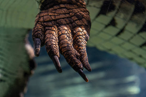 Underwater crocodile foot, showing nails and scales close.
