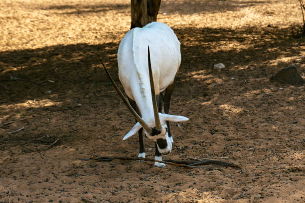Arabian oryx on sand bending his head down.