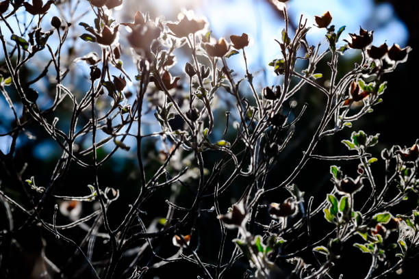close up shoot wild plant  and blue sky background and sunlight