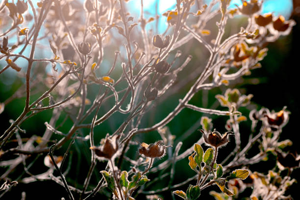 blue sky and orange sun light and silhouette wild plant