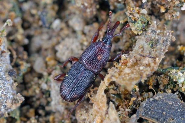 istock Wheat weevil, granary weevil or grain weevil, Sitophilus granarius, Calandra granaria, Curculio contractus. The world's most dangerous pest of stored grain. The beetle in decayed grain. 2172846689