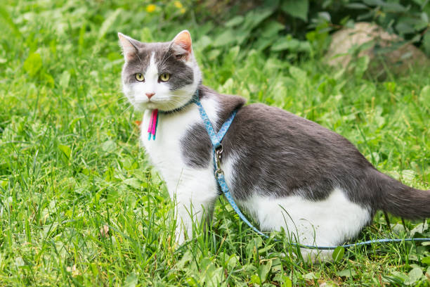 A young domestic non-pedigree cute cat on a walk in the yard.