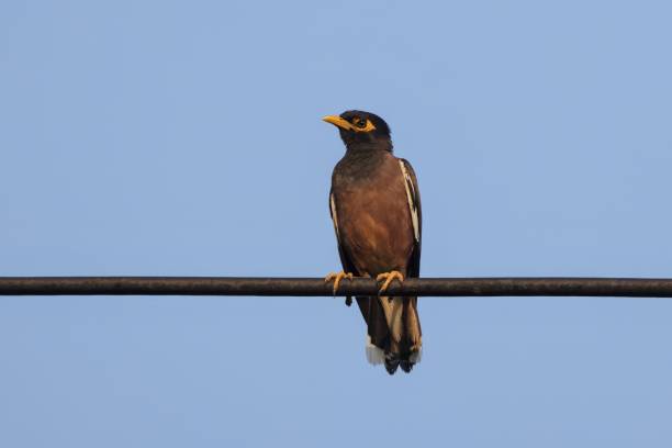 istock A common myna bird seating on an electric wire. 2172851340
