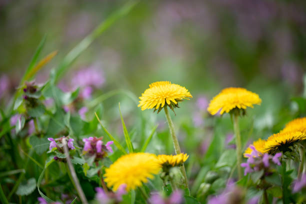 Bright spring flowers blooming on the field