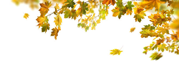 istock Gorgeous autumn leaves arranged on white background 2172853262
