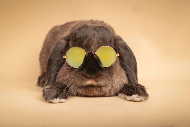 istock Bunny wearing sunglasses on cream background. Easter bunny concept. 2172854349