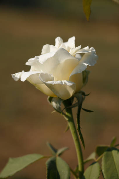 istock white rose in the garden 2172857206