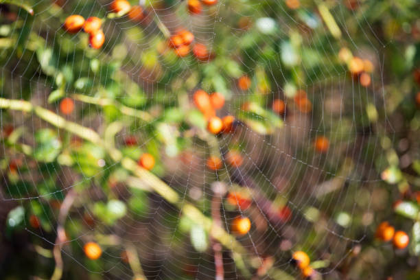 A spider web stretched between branches, set against a blurred background of vibrant green leaves and bright orange berries. The intricate web design is subtly highlighted in the natural light, blending into the colorful, lively garden scene.