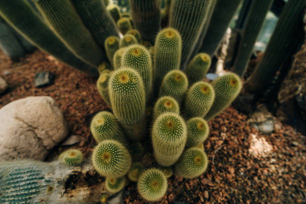 Close up of prickly green cactus with thin sharp spines growing in the garden. High quality photo