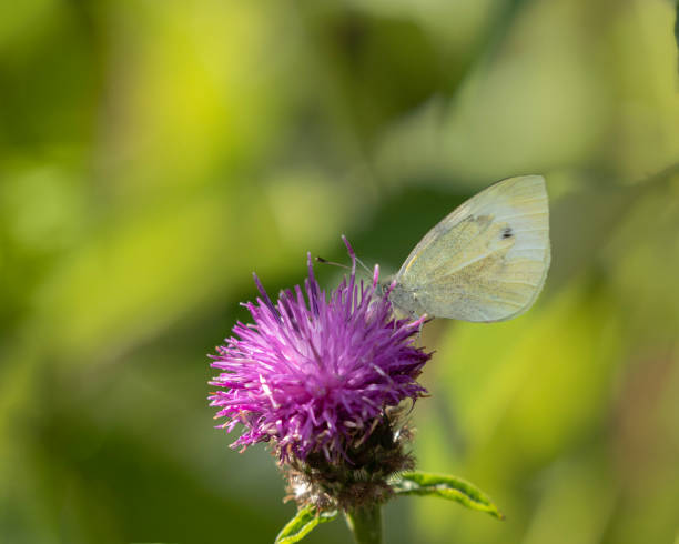 A butterfly on a light green background of a summer meadow, feeding on the nectar of a purple flower, white with black streaks - Aporia crataegi.