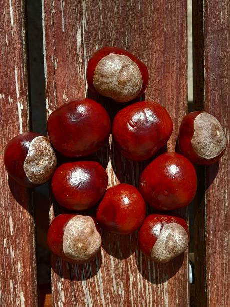 istock Horse chestnuts on the old garden table 2172859514
